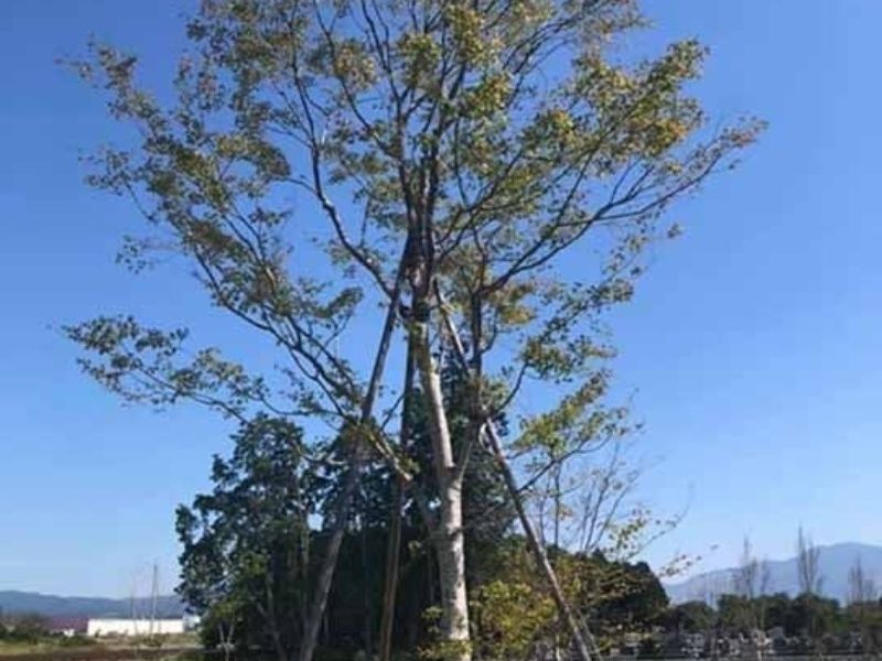 星の露 樹木葬墓地