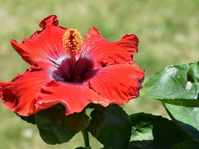 星の露 樹木葬墓地