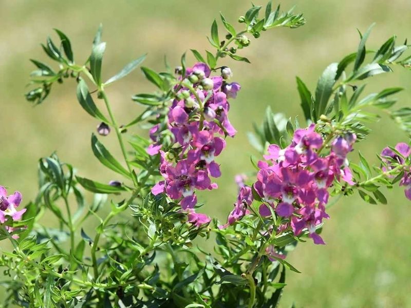 星の露 樹木葬墓地