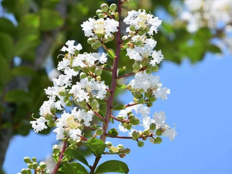 星の露 樹木葬墓地
