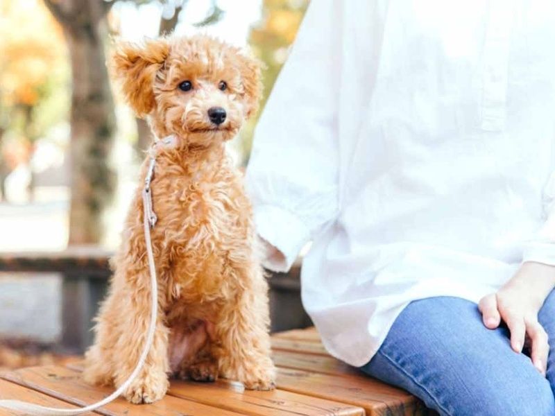 ペットと一緒に眠れる区画もあります