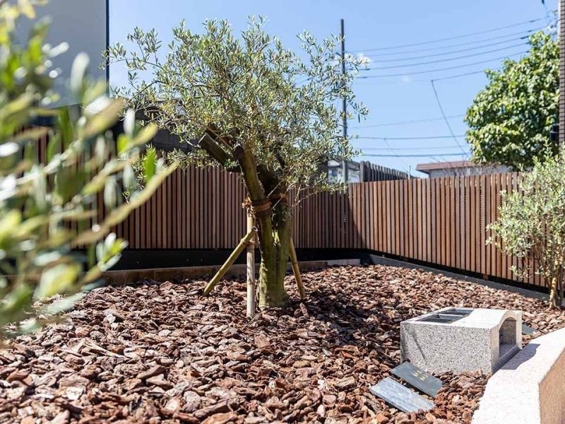 シンボルツリーは、小豆島の大樹の種から植樹されたオリーブの木