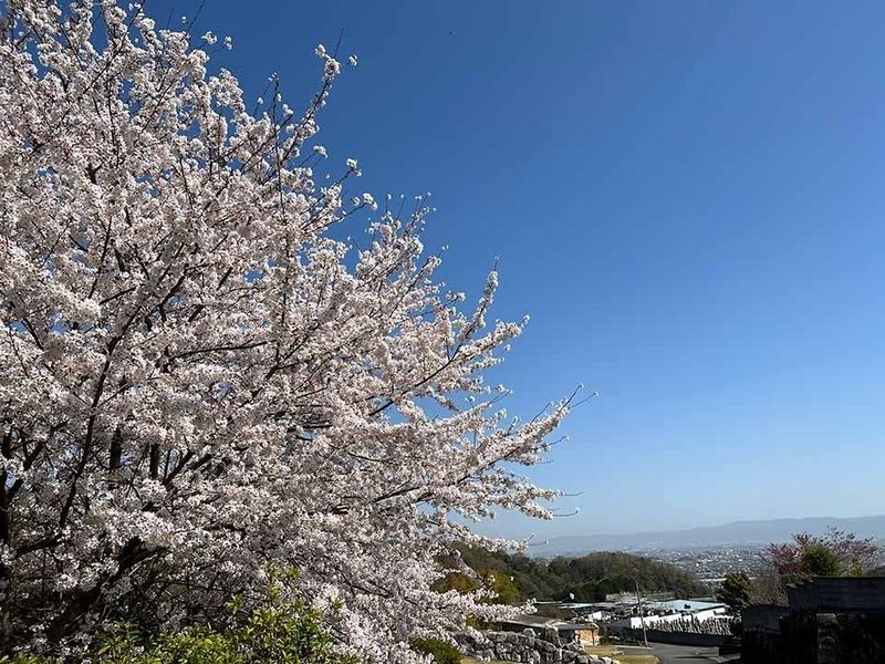 浄願寺 永代供養樹木葬