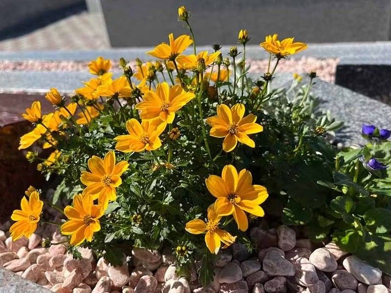 念佛寺 永代供養樹木葬