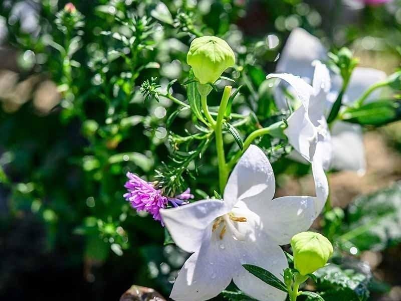 西林寺 樹木葬・永代供養塔・永代個別墓