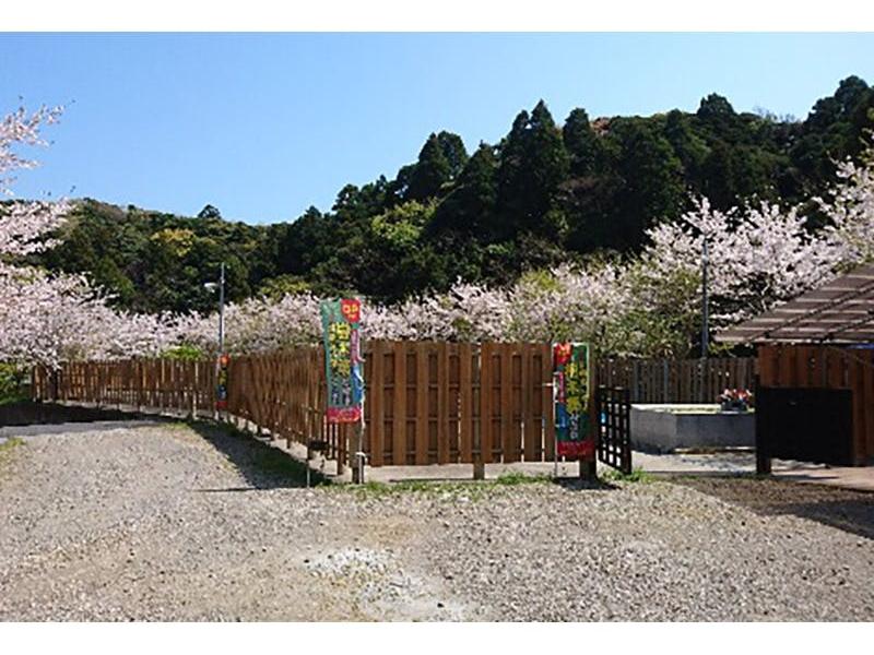 春には園内に桜が咲き誇ります