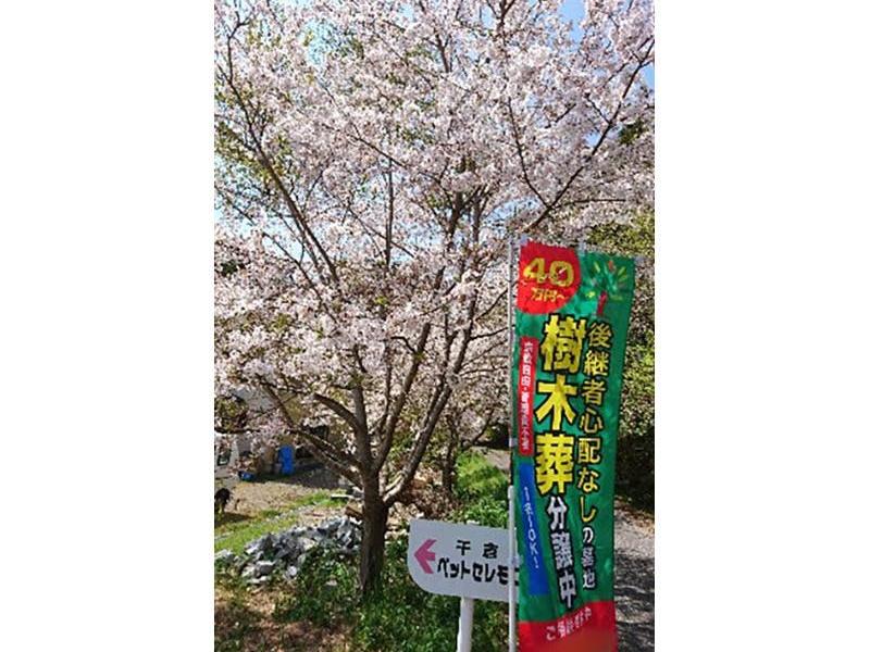 春には園内に桜が咲き誇ります