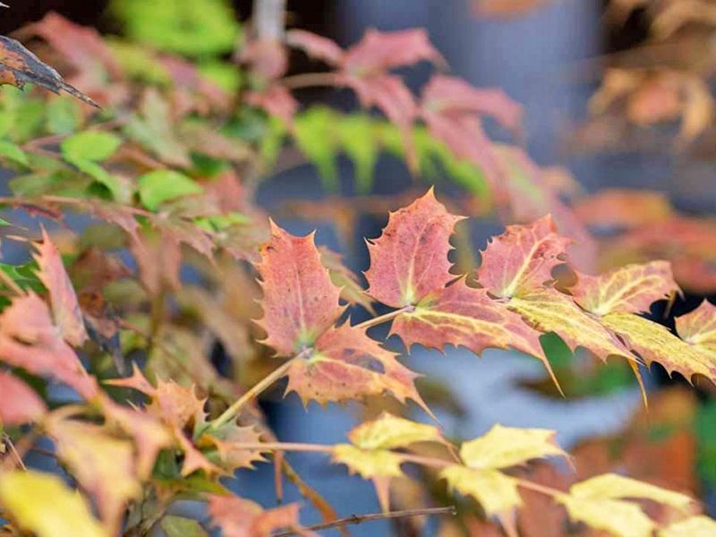 和歌山霊園 高野寺