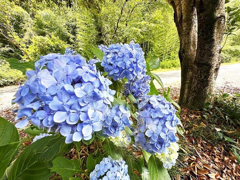 前橋そらにわ墓苑(樹木葬)