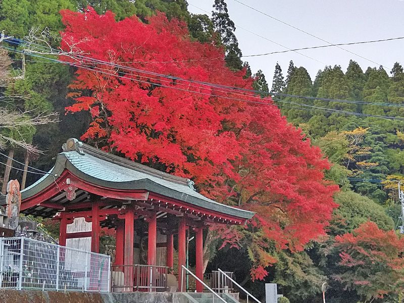 秋の紅葉