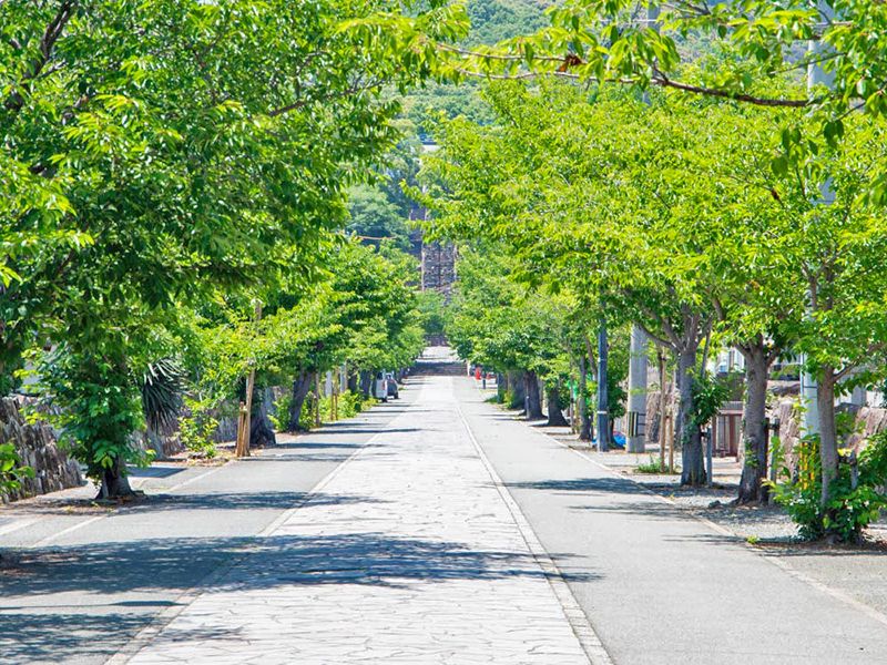 緑に囲まれた参道
