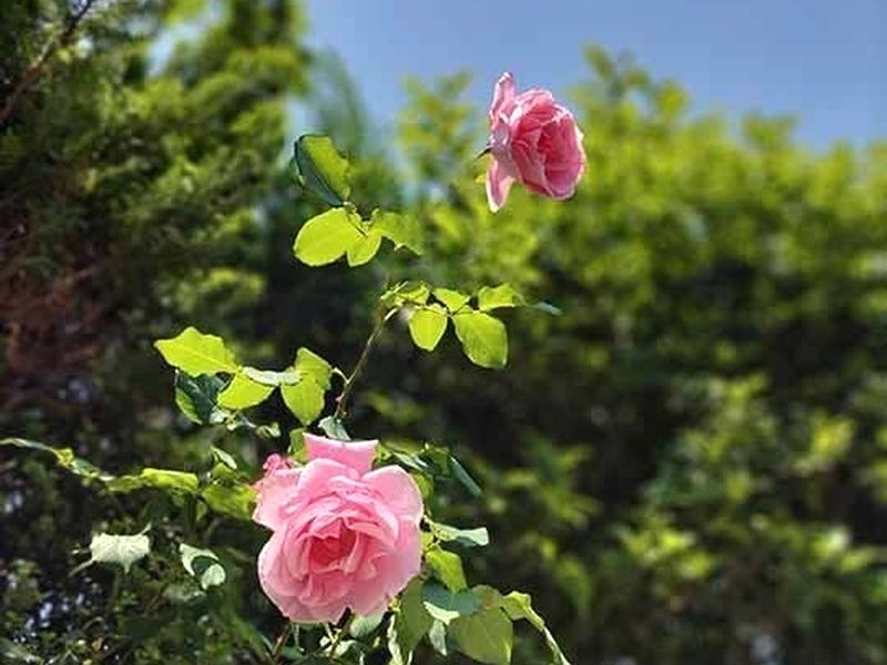 横浜セントヒル霊園 永代供養墓