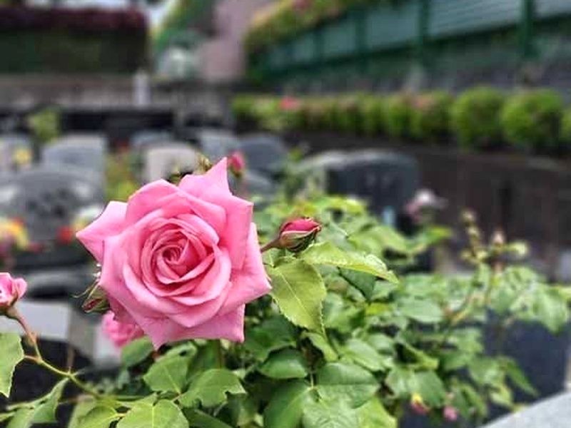 横浜セントヒル霊園 一般墓