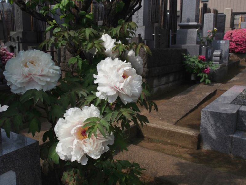 聖輪寺