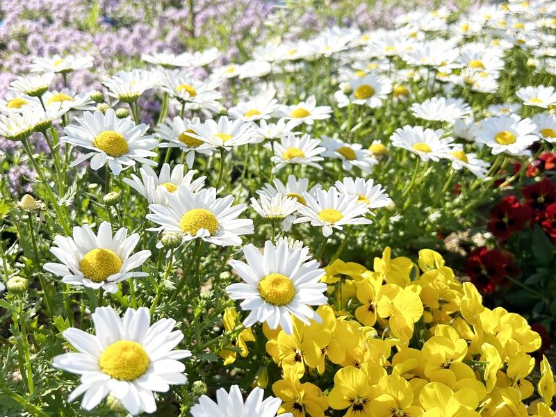 圓光寺浄土苑（円光寺浄土苑）