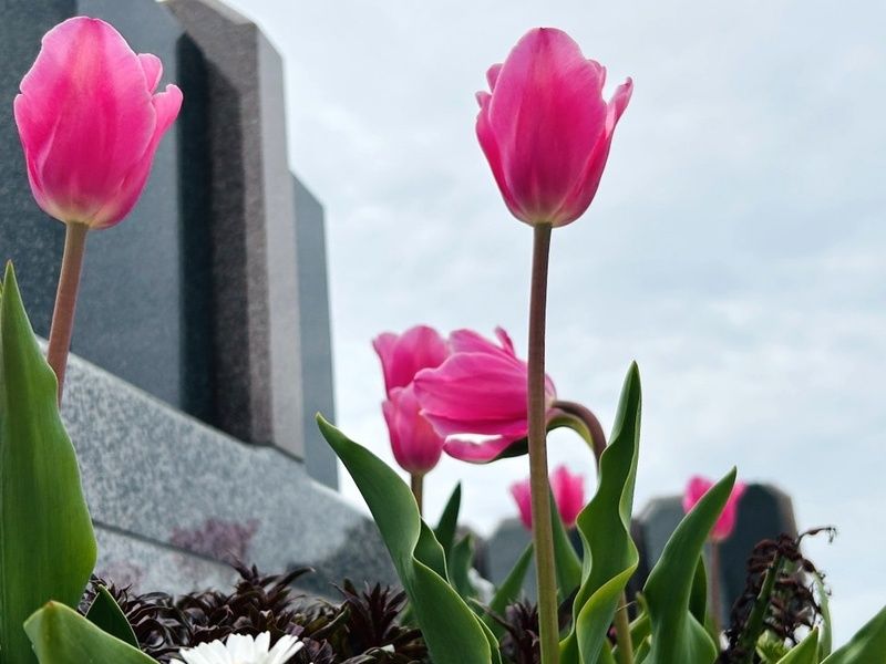 メモリアルパーク滑川 With ペット