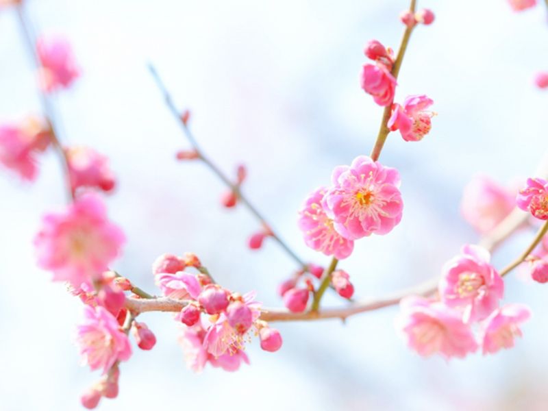 江戸川永代供養・樹木葬霊園 宝林寺