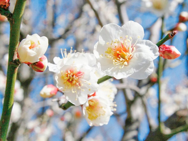 江戸川永代供養・樹木葬霊園 宝林寺