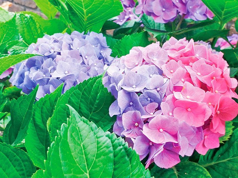 江戸川永代供養・樹木葬霊園 宝林寺