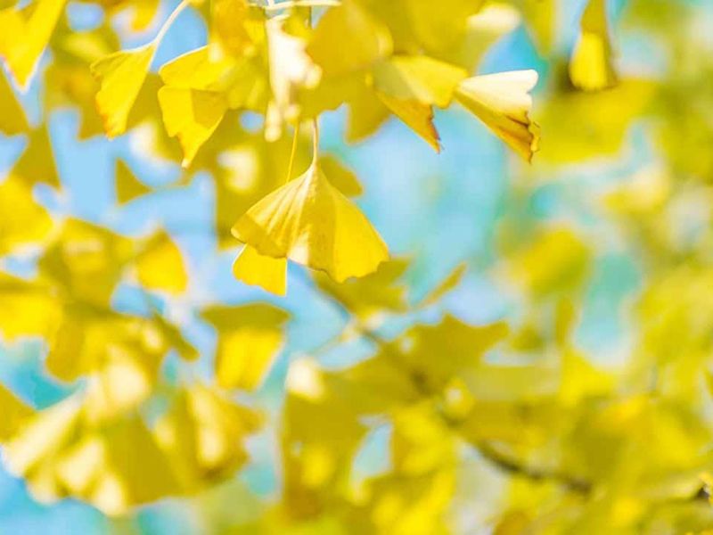 会津若松霊園 威徳院