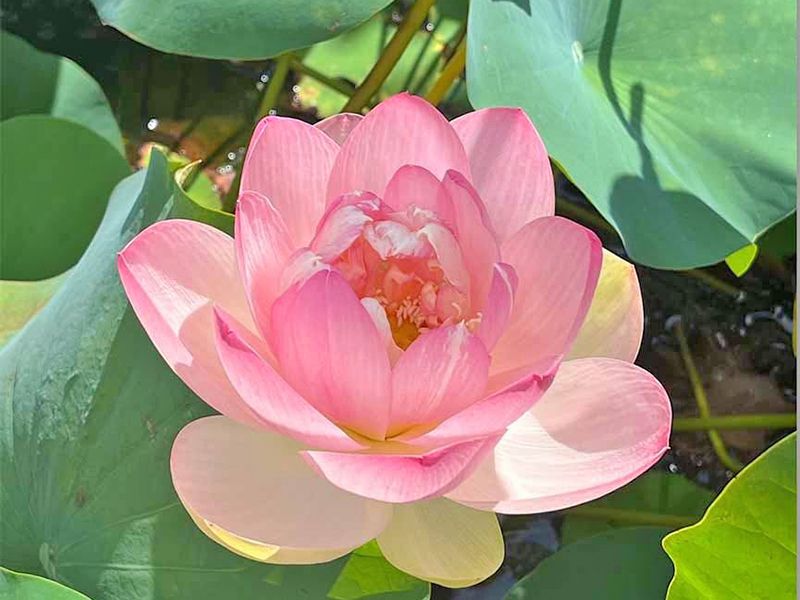 会津若松霊園 威徳院