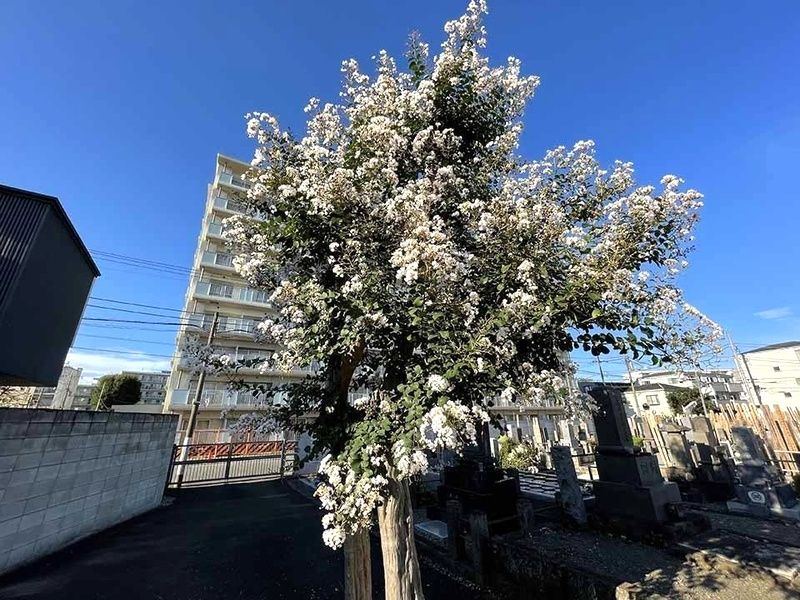 世田谷樹木葬墓地