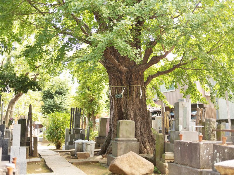 つむぎの森・幸國寺樹木葬