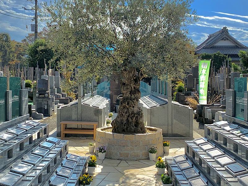 オリーブ光の庭園