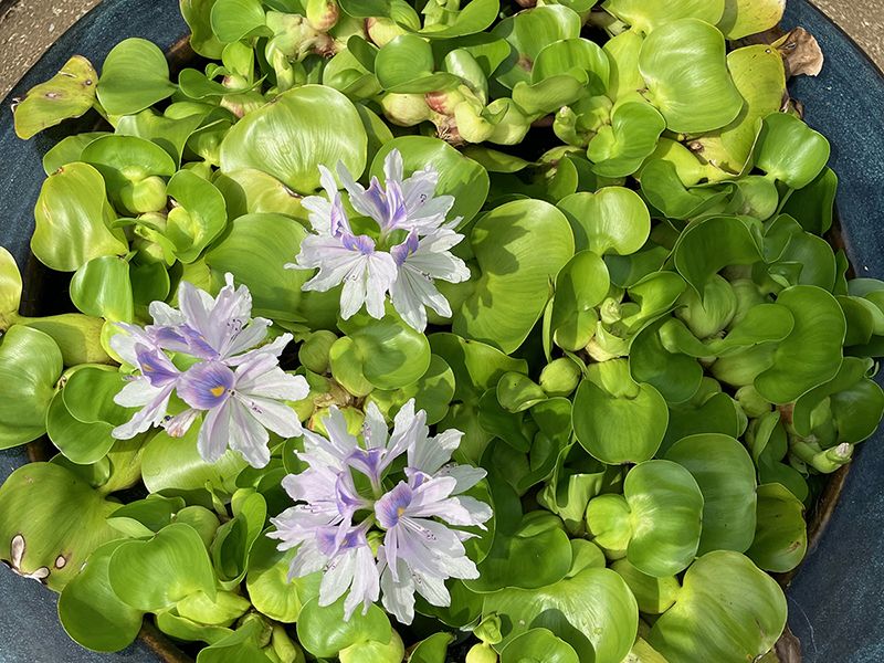 野田樹木葬墓地