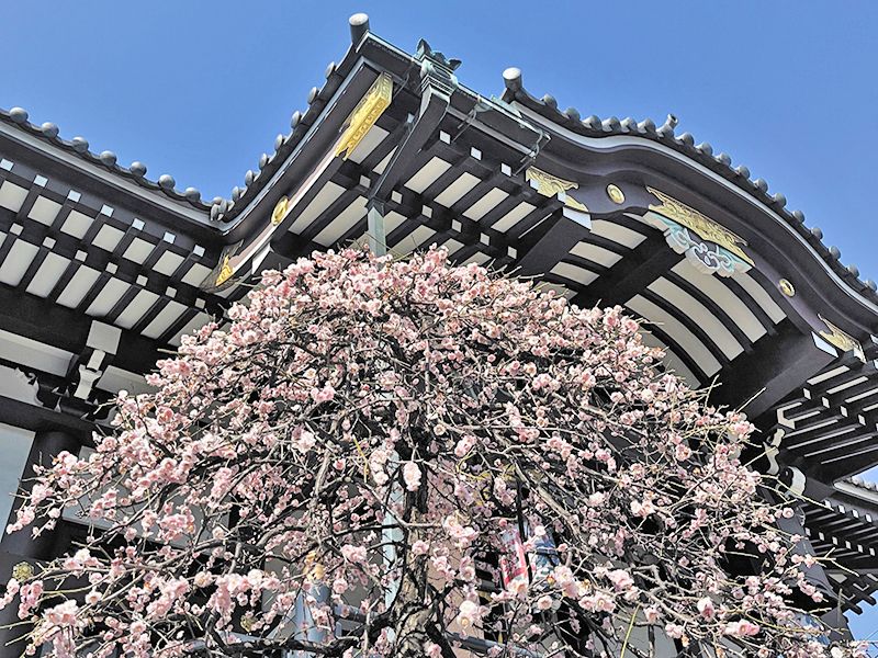 感應寺 永代供養墓・樹木葬