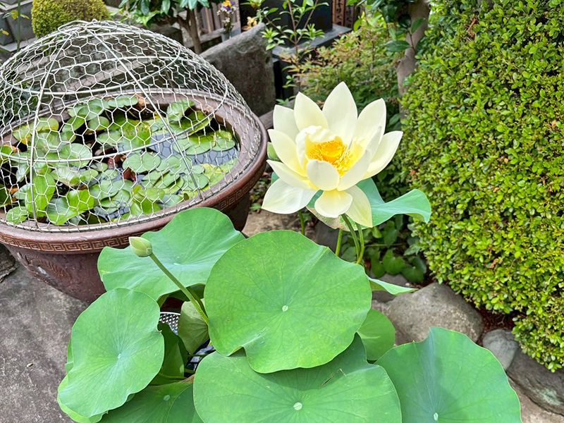 樹木葬「わごころ」 白金こもれびの杜