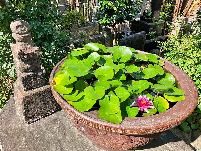 樹木葬「わごころ」 白金こもれびの杜