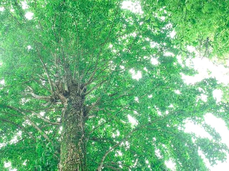 新緑の天蓋に包まれて、生命のめぐりを感じる