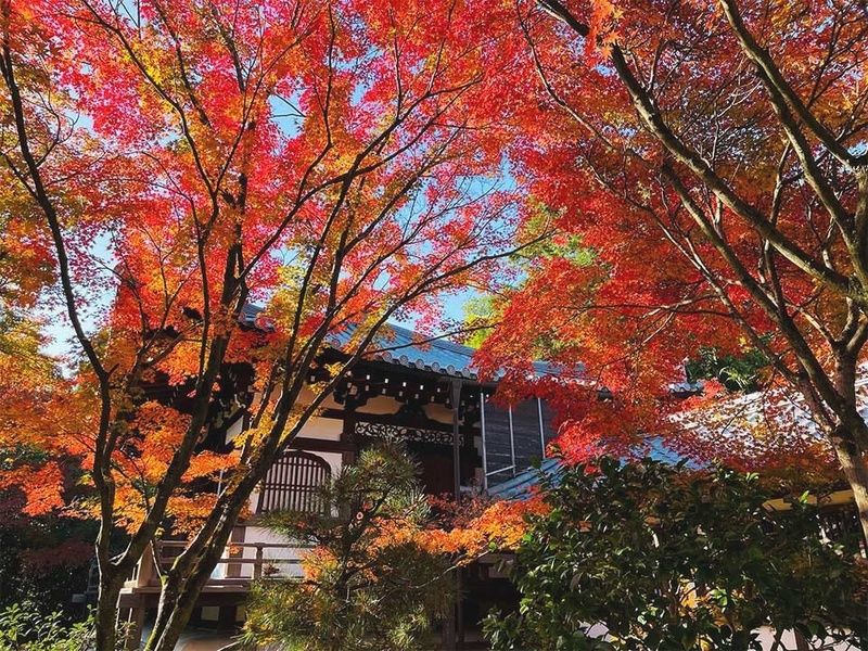 本堂前の紅葉
