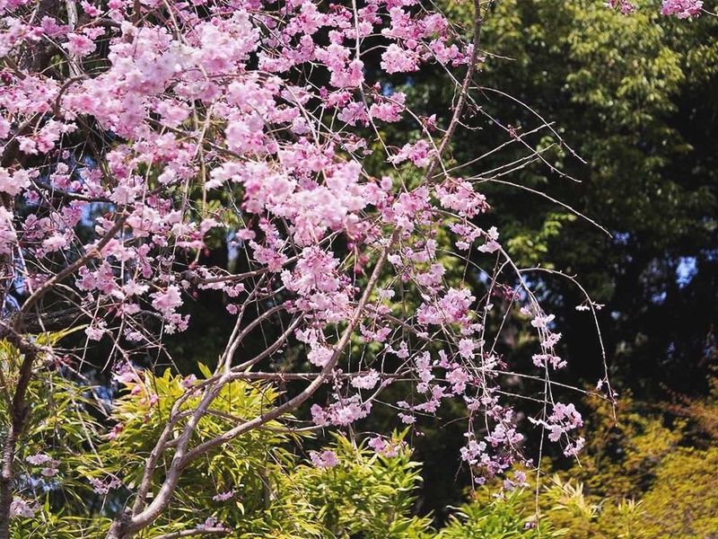 春には枝垂れ桜が彩ります