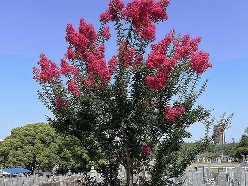 メモリアルガーデン相應寺