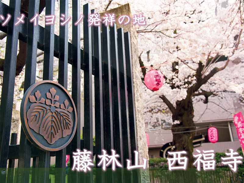 駒込サクラテラス霊園 西福寺