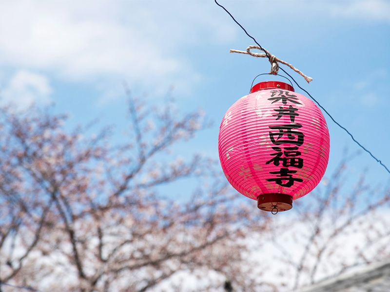 春には「染井よしの桜まつり」が開催されます