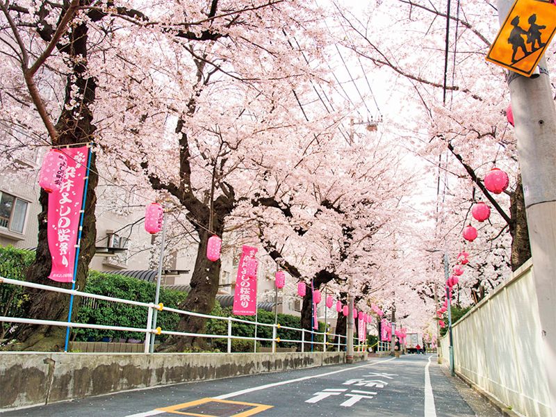 寺院の通りも色鮮やかにソメイヨシノが咲き誇ります