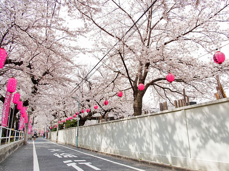 ソメイヨシノからこぼれる陽射しとともにお参りにお越しください
