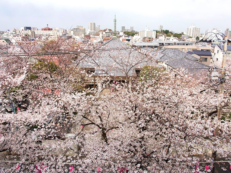 境内を覆うソメイヨシノ