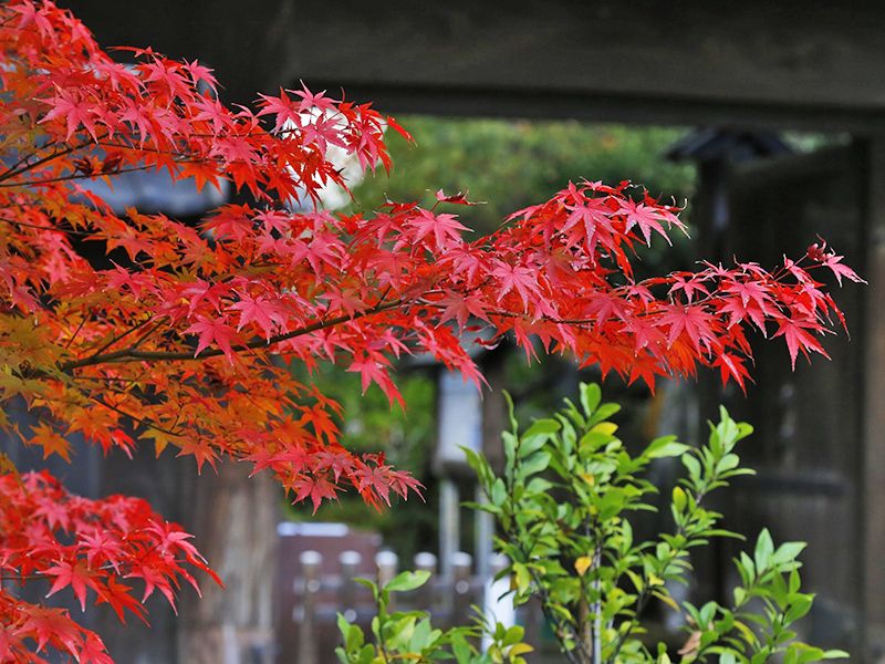 新宿琉璃殿（東京牛込琉璃殿）