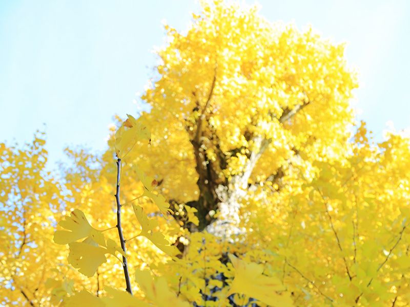 新宿琉璃殿（東京牛込琉璃殿）