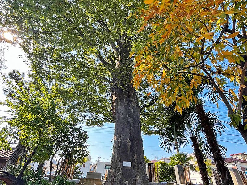 樹齢500年の大欅