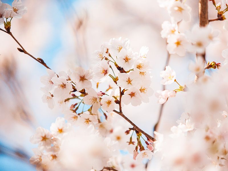 森林公園昭和浄苑