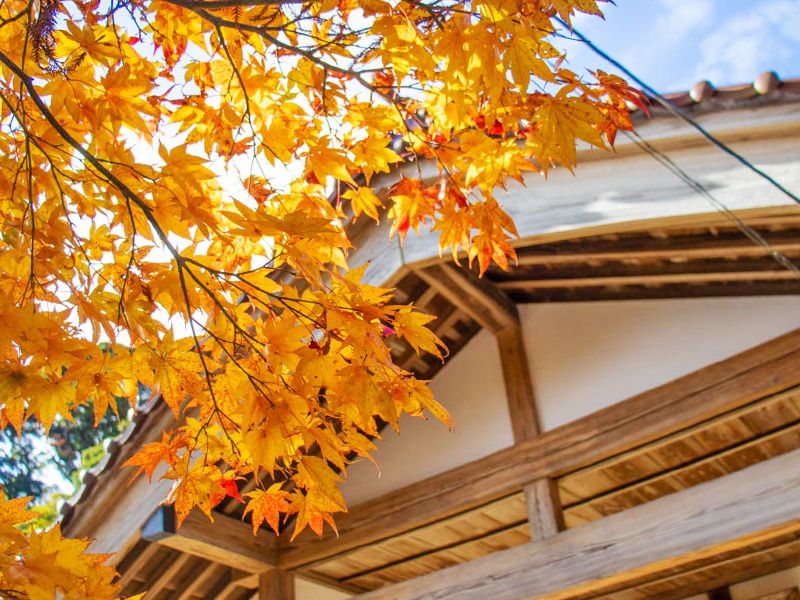 紅葉と寺院の軒