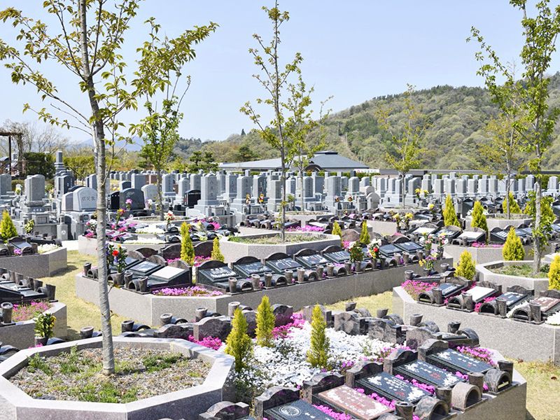 美しい芝桜「樹木葬さくら」