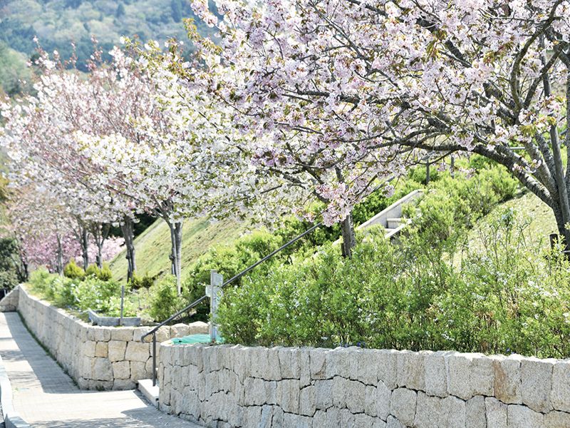 園内風景（桜の季節）