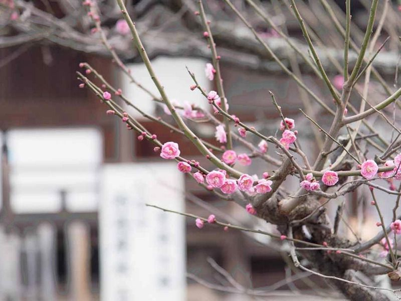 小石観音寺 清浄光廟