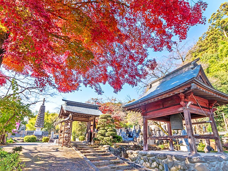 紅葉と寺院の境内